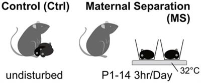 The impact of early life stress and schizophrenia on motor and cognitive functioning: an experimental study